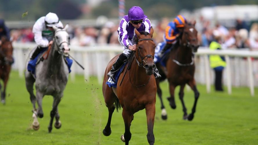 How to Read a Horse Racing Program Like a Pro
